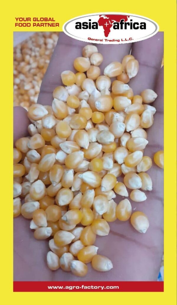 Day to Day Popcorn (Yellow Maize) - Image 2